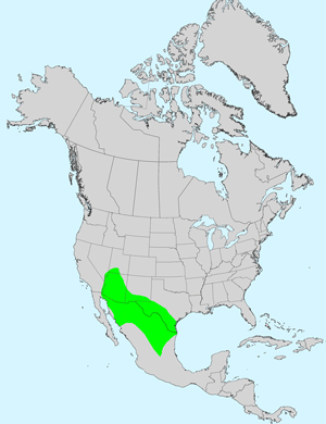 North America species range map for Acourtia wrightii: Click image for full size map